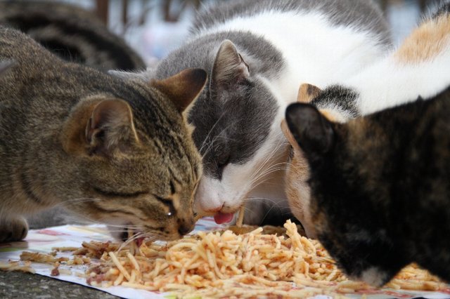 20090119_naplestrp_17_sorrento_cat